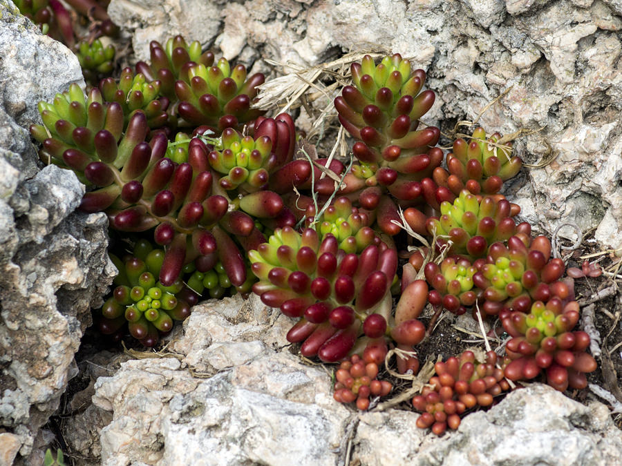 Sedum rubrotinctum